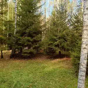 Лесная сказка - 62