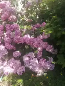 Райский уголок - 46