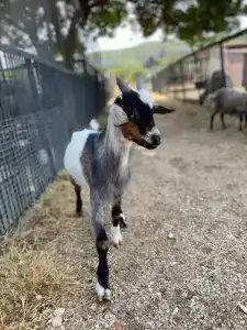 Страусиная ферма Экзотик - 26