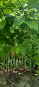 Агроусадьба Беловежская Гостевая - 28