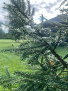 Изначальное - 40