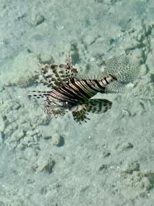 Arabella Azur Resort - 33