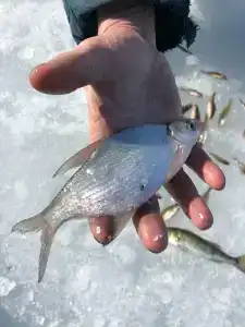 ЭкоОстров - 62