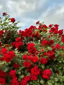 Фламинго - 78