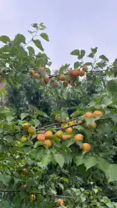 Квартет 3077 - 42