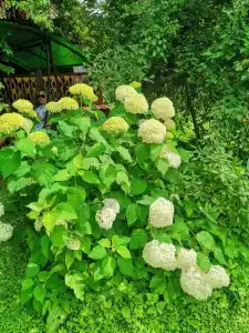 Усадьба Сафроновых - 2