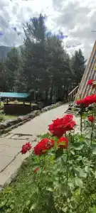 Ростсельмаш - 24