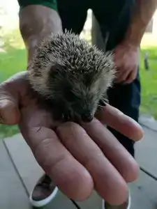 Подмосковный домик - 91