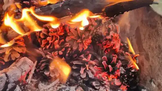 Алхар - 54