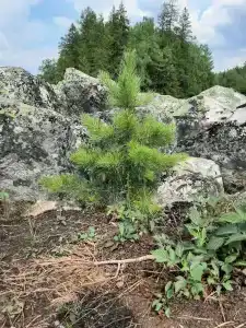 Веселый ключ - 20