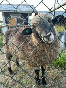 Микли-Ольгино - 72