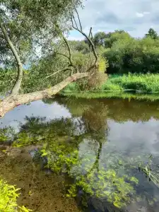 Forest river - 10