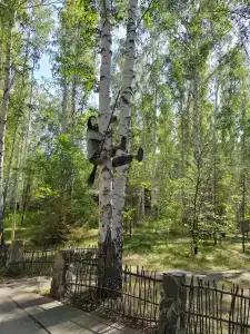 Солнечная поляна - 80