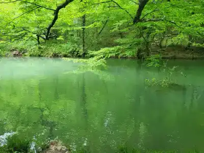 Дрозды - 8