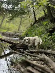 Парк Север - 1