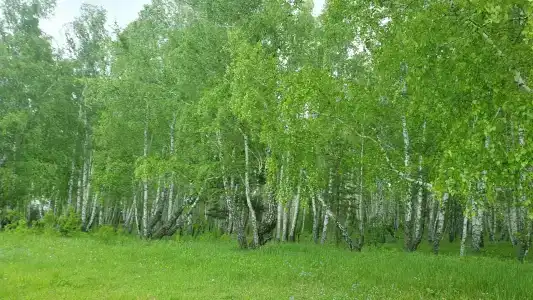 Садху - 40