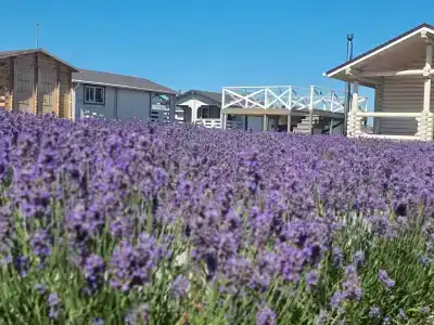 Веселовка Парк - 50