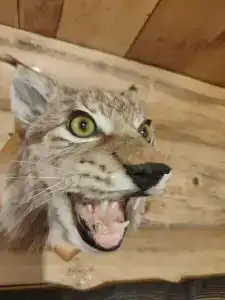 Кокуй - 6