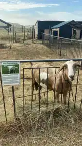 Страусиная ферма Экзотик - 85