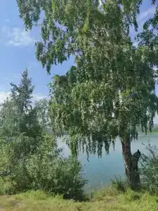 Линевский берег - 61