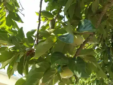 Прибой - 38