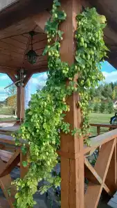 Семейный домик у озера - 12