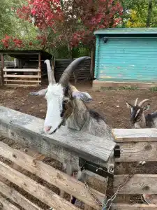 Здоровей - 53