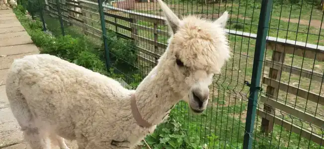 Альпака - 46