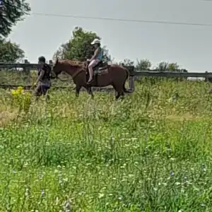 Бояринцево - 44