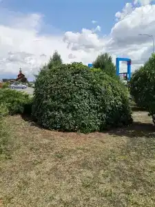 Роза ветров - 25