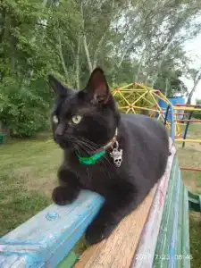 Бодрость - 80