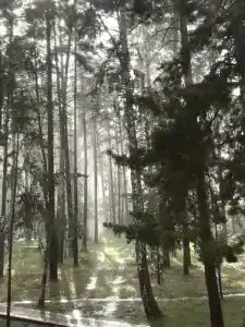 Аленушка - 100