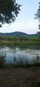 Тополя - 74