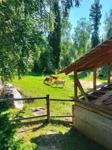 Гнездо Совы - 5