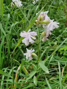 Коди Ярви - 12