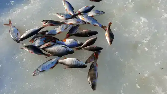 Веселый Роджер - 14