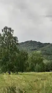 Березки - 46