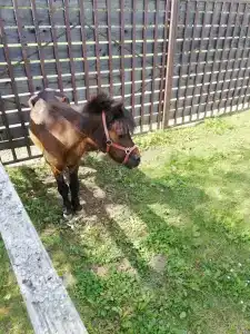 Конный Двор в Пржевальском - 71