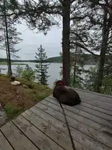 Karelia Love Glamping - 68