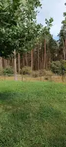 Лесная сказка - 46
