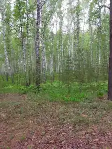 Хвойный - 65
