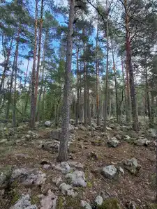 Васильево - 2