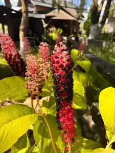 Панский сад - 93