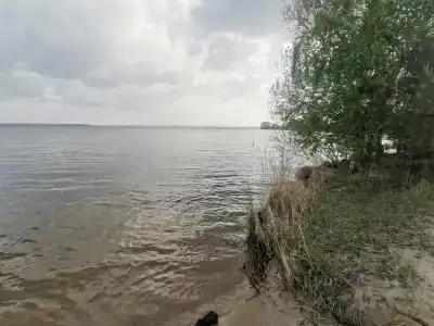 Сосновый бор - 85