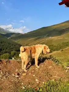 Майли - 50