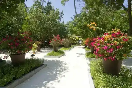 Embudu Village Resort - 11