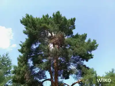 Белые бугры - 80