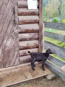 Карельские Лага - 71