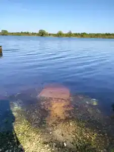 Русич - 40