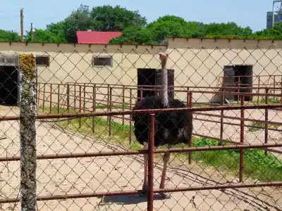 Страусиная ферма Экзотик - 60